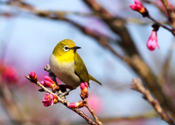 des oiseaux dans l'écosystème