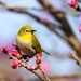des oiseaux dans l'écosystème