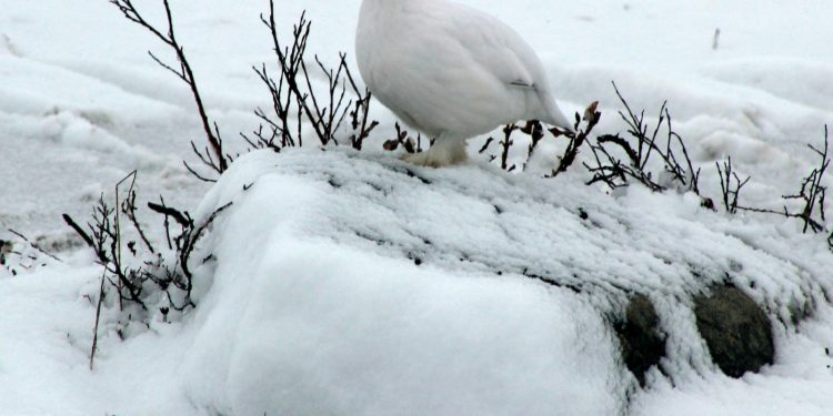 oiseaux de montagne