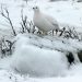 oiseaux de montagne