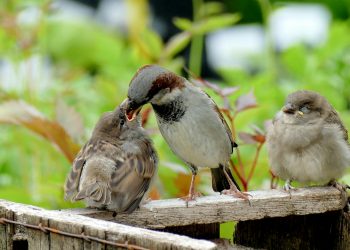 la protection des oiseaux sauvages