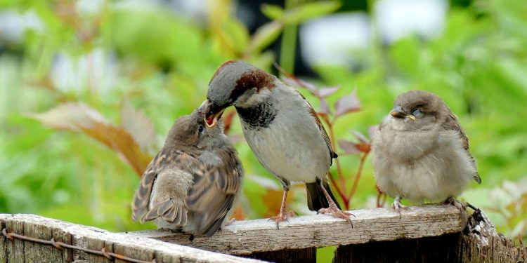 la protection des oiseaux sauvages