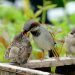 la protection des oiseaux sauvages