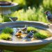 abreuvoir pour oiseaux