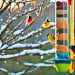 accessoires pour oiseaux