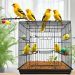 cage canari
