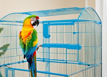 cages pour perroquets