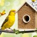canari chant