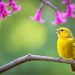 canari chanteur