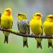 canari couleurs