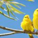canari huppé