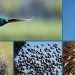 d'oiseaux en voie de disparition en France