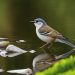 habitat naturel pour oiseaux