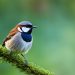 le plus petit oiseau de nos jardins