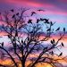 les oiseaux noirs