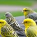 maladies canari
