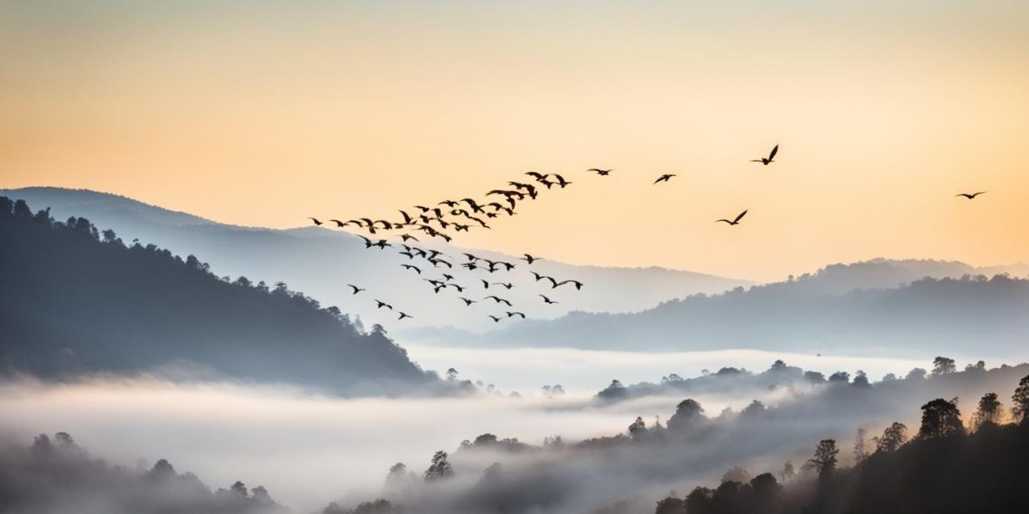 migration des hirondelles