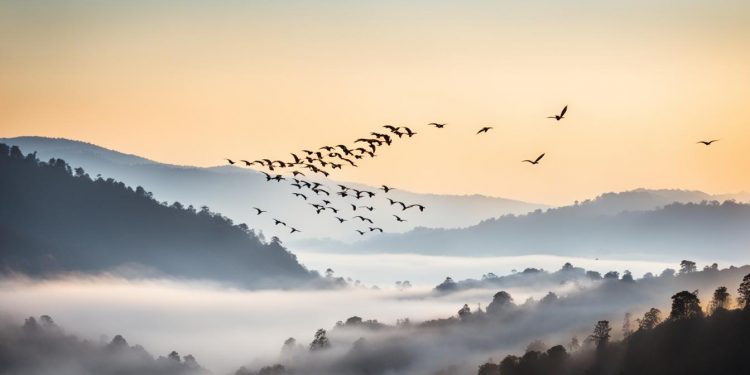 migration des hirondelles