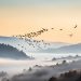migration des hirondelles