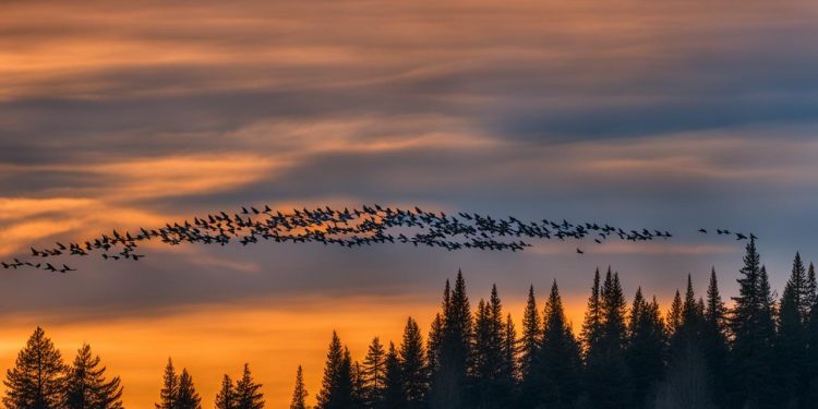 migration du geai bleu