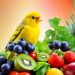 nourriture canari