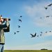 observation d'hirondelle