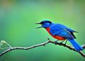 oiseau a le dos bleu