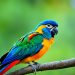 oiseau exotique