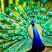 paon bleu