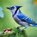 régime alimentaire du geai bleu