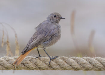 Rougequeue noir posé sur un mur, oiseau insectivore près des maisons