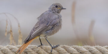 Rougequeue noir posé sur un mur, oiseau insectivore près des maisons