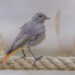 Rougequeue noir posé sur un mur, oiseau insectivore près des maisons