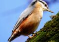 Sittelle torchepot sur un tronc, oiseau des vieux arbres facile à reconnaître