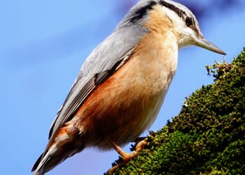 Sittelle torchepot sur un tronc, oiseau des vieux arbres facile à reconnaître