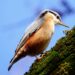 Sittelle torchepot sur un tronc, oiseau des vieux arbres facile à reconnaître