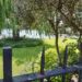 Allée ombragée bordée de végétation dans un jardin.