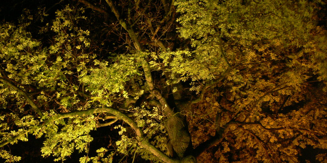 Arbre éclairé par une lumière artificielle pendant la nuit.