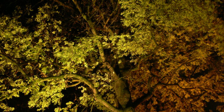 Arbre éclairé par une lumière artificielle pendant la nuit.