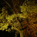 Arbre éclairé par une lumière artificielle pendant la nuit.