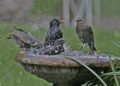 Bain d’oiseaux de jardin avec eau peu profonde