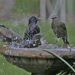 Bain d’oiseaux de jardin avec eau peu profonde