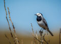 Bergeronnette grise (Motacilla alba) dans son habitat naturel