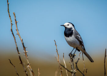 Bergeronnette grise (Motacilla alba) dans son habitat naturel