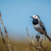 Bergeronnette grise (Motacilla alba) dans son habitat naturel