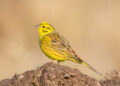 bruant jaune dans son habitat naturel