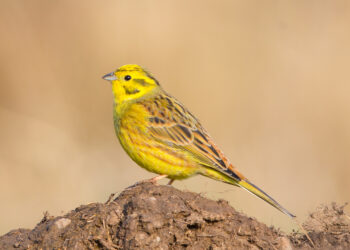 bruant jaune dans son habitat naturel