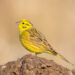 bruant jaune dans son habitat naturel