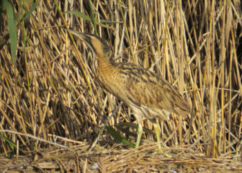 Butor étoilé camouflé dans une roselière