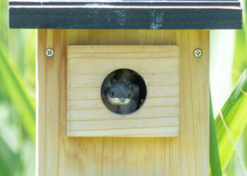 caméra pour nichoir installée discrètement pour observer les oiseaux sans les déranger